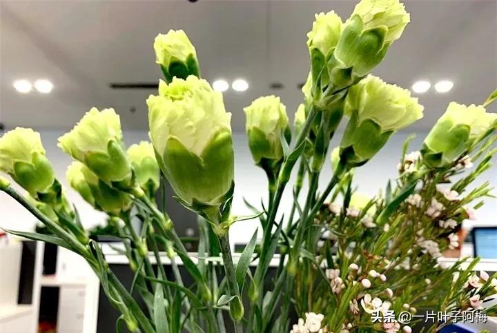 红花配绿叶才更显花的妩媚和娇贵,红花配绿叶什么花没有绿叶