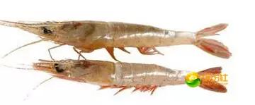 舟山4月份海鲜攻略,舟山海鲜代加工攻略