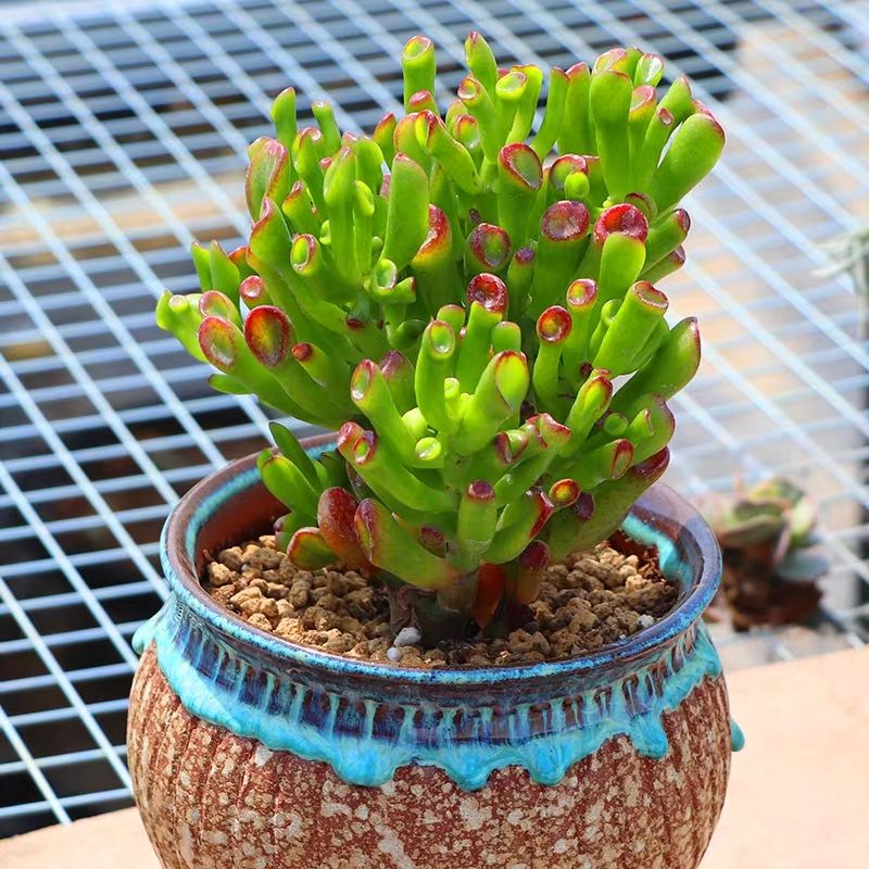 家庭多肉名字怎么取好看,给多肉起什么名字好听