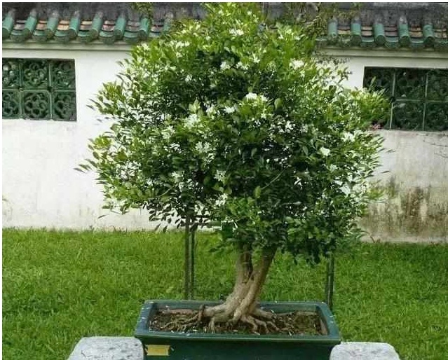 好养又散发氧气的盆栽,室内四季开花好养带香的盆栽