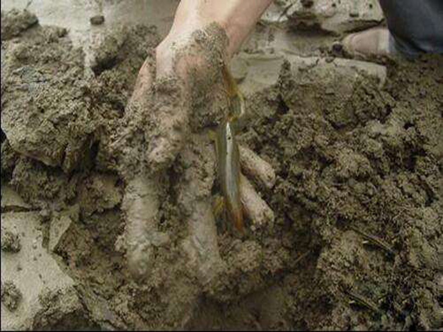 乡愁里的泥鳅，挖黄鳅和吃泥鳅的乐趣，都成为永远的美好记忆了