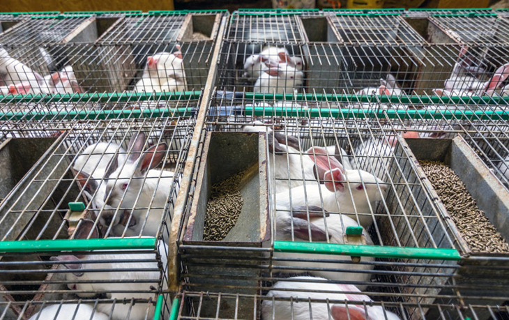 养兔喂水配方大全,养兔技术母兔什么时候配