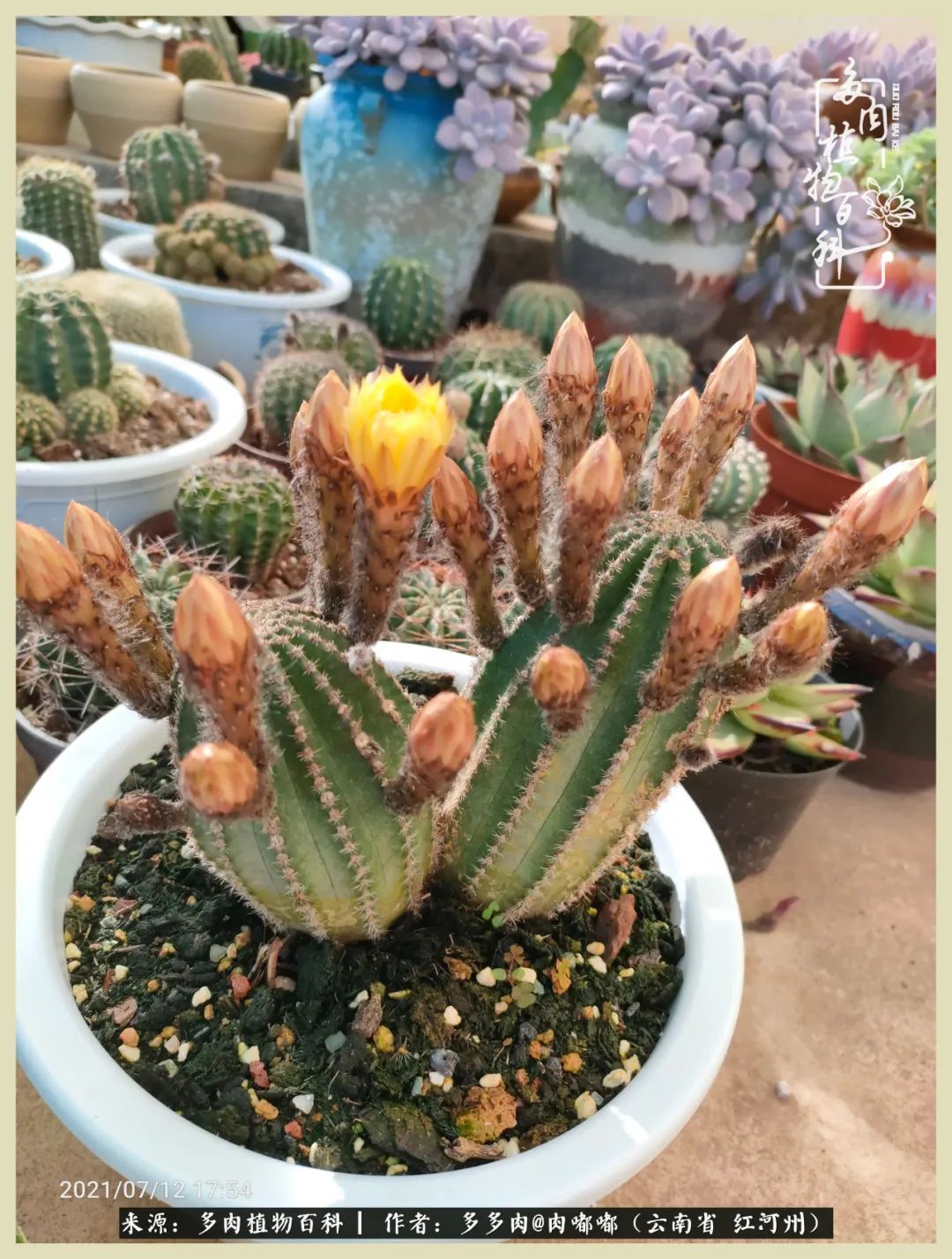 这个春天我们一起去赏花,这个季节我们一起去看花