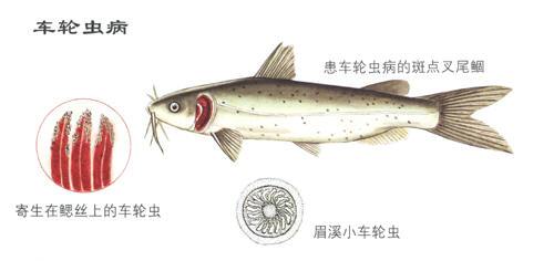 车轮虫的中药治疗方法,专治车轮虫的特效药