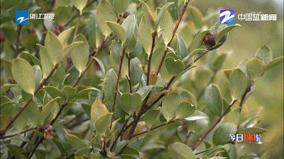 “菌”临天下之丽水市云和黑木耳