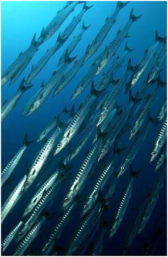 看图识海鲜，这些水产海鲜你都认识吗？