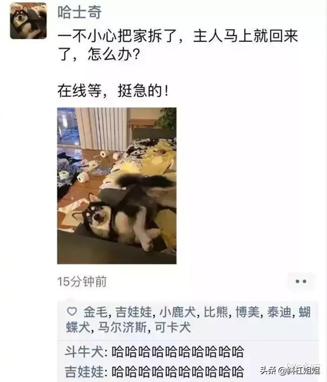 假如狗也有朋友圈,假如狗狗也有朋友圈