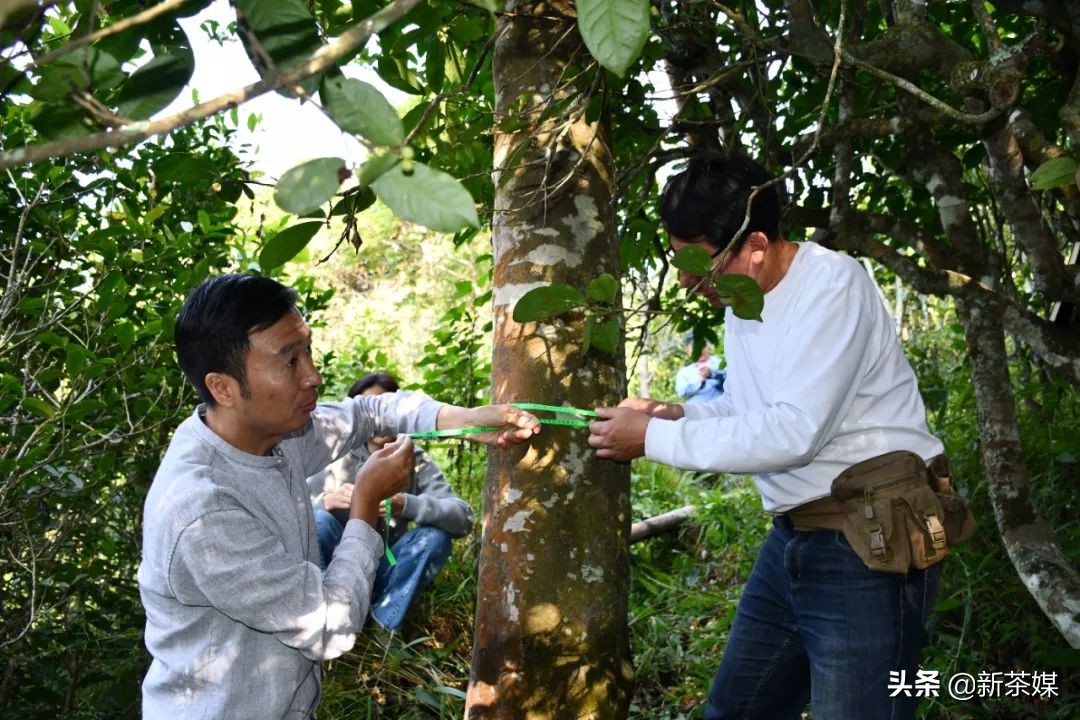 南糯山普洱茶与景迈茶,景迈和南糯山哪个好