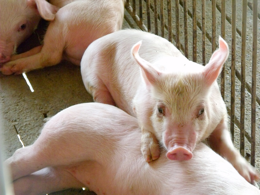 从22头猪养到现在河南首富,20头猪一年能赚多少