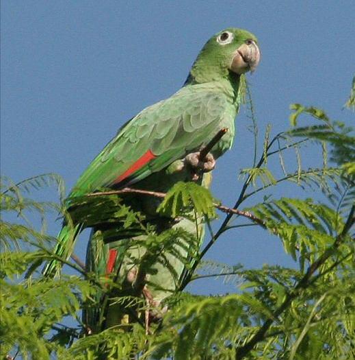 东江揽胜,惠州淡水常见鸟类图谱