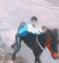 搞笑老鹰捉小鸡图片,搞笑版老鹰抓小鸡视频抖音30秒