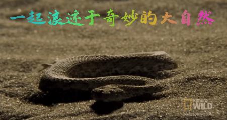 蛛蝇NycteribiaStylidiopsis