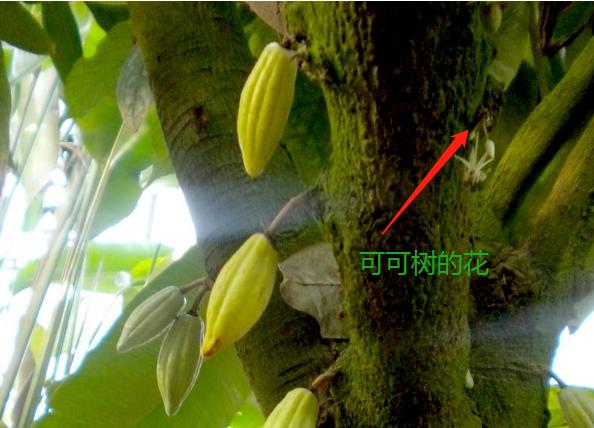 一起来看水果传——爱玉子,可可,嘟柿,你都见过吗?