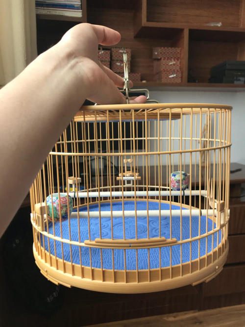 有大三口绝活的黄雀,还有段搞笑的趣史:黄雀的饲养和你想的不同