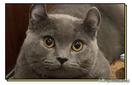 兔耳朵猫：我那么努力，就是为了能跟你永远在一起