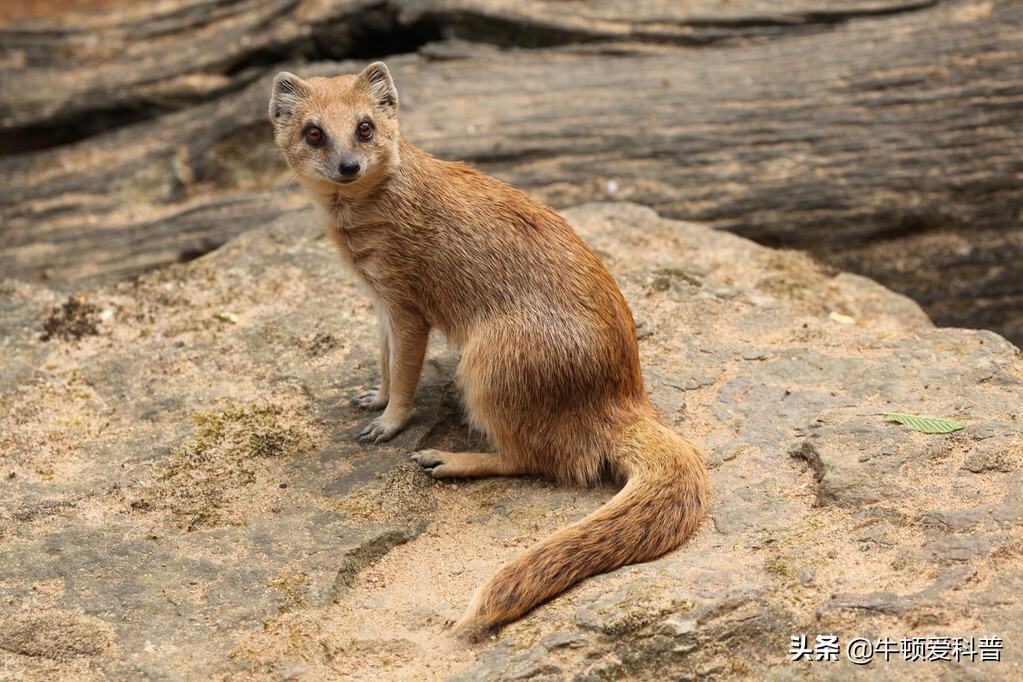38只黄鼠狼被猎杀案件,捕杀黄鼠狼是什么样的后果