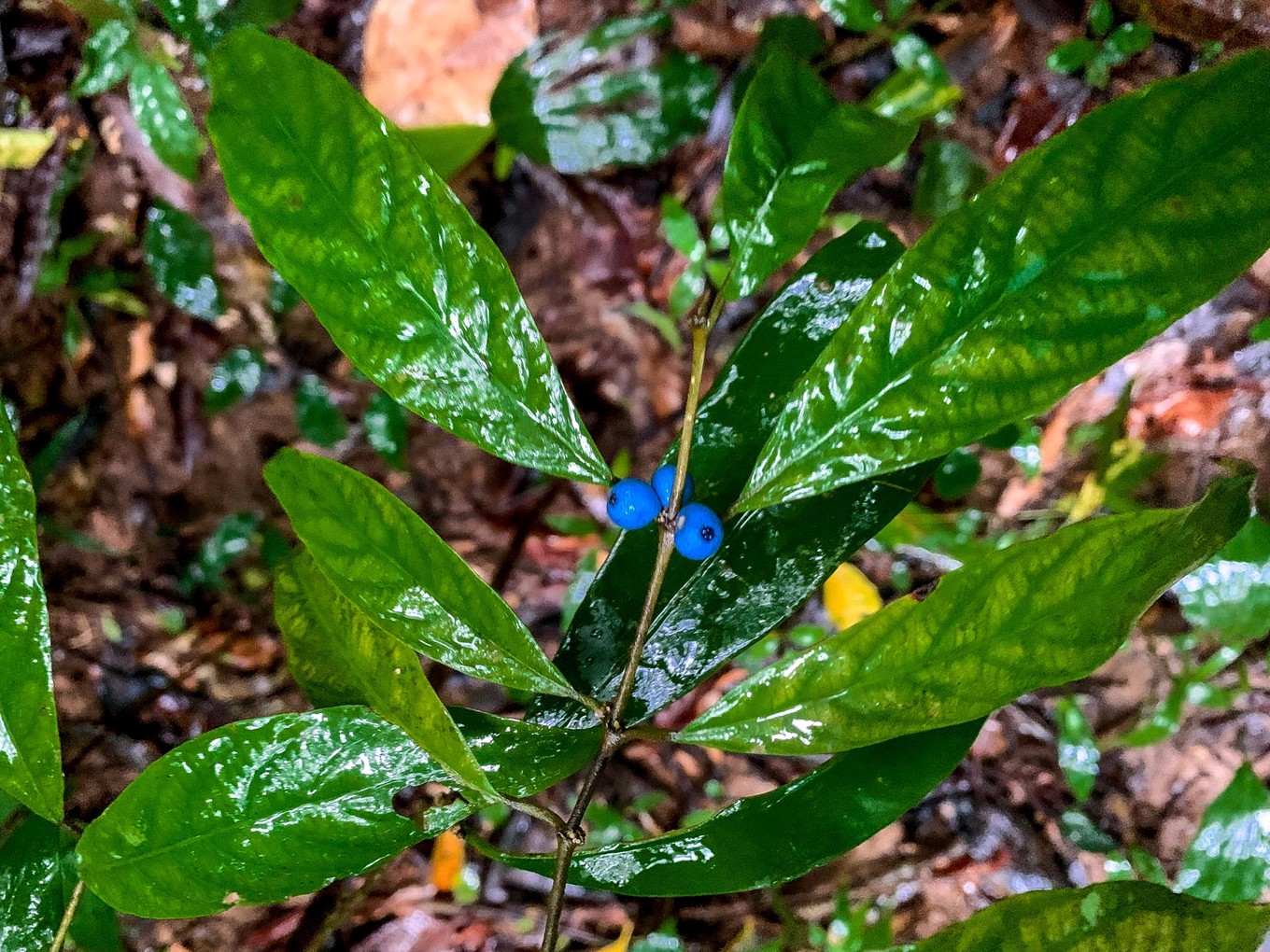呀诺达雨林探险是什么,三亚呀诺达雨林正规吗