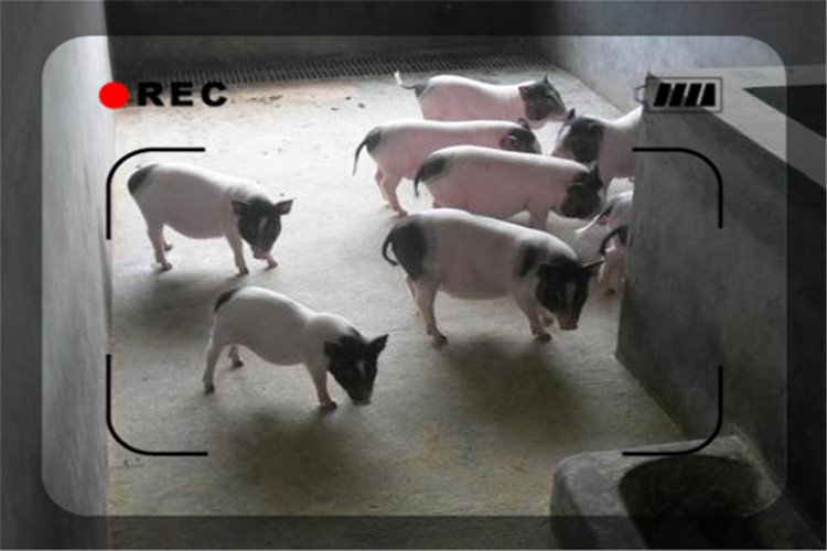 养殖香猪怎么样,饲养香猪的前景怎么样啊