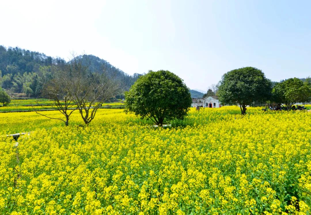 鍗冪櫨骞存潵缁忓吀鍙よ瘲,鍗冪櫨骞存潵鍙よ瘲