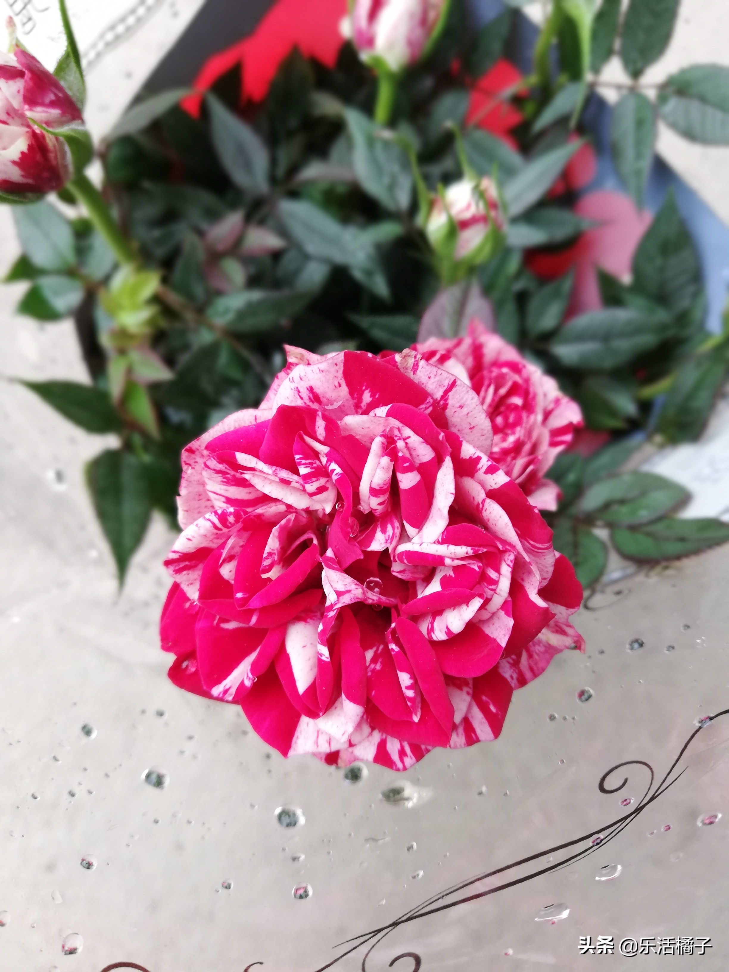 一年四季最能开花又浓香的月季,春季玫瑰花月季的养护方法