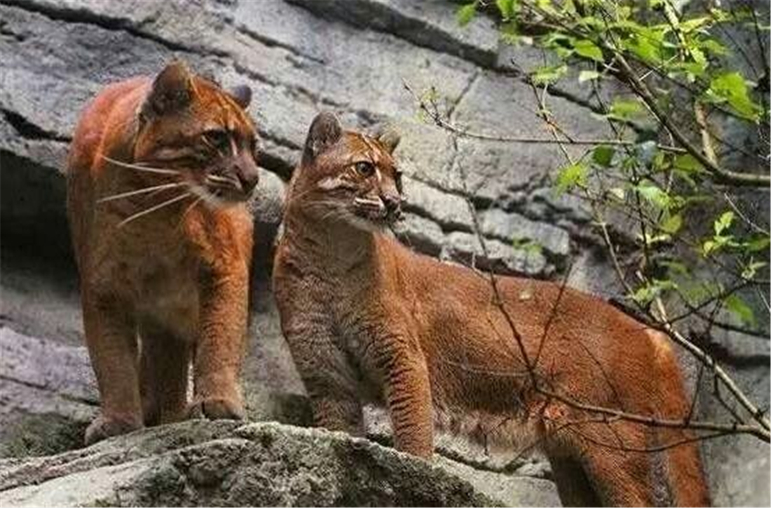 广西那标石山发现山彪,下山捕食村民养的鸡,还敢对小水牛下手