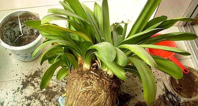 怎么育种君子兰,君子兰叶子全烂了根可以繁殖吗