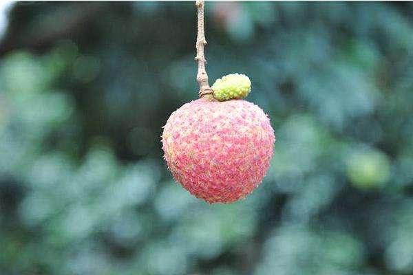 鱼翅燕窝中国的“顶级食材”？这6种才是佼佼者，吃不起过过眼瘾