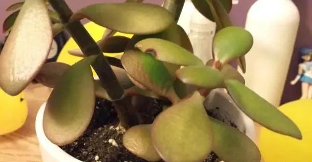 玉树黄叶掉叶什么原因怎么处理,玉树如何养护叶片发黄