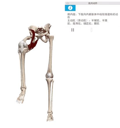 腘肌与膝盖疼痛,膝盖的腘肌