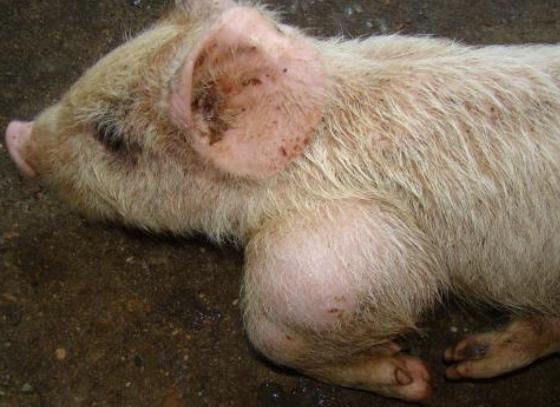 引起仔猪关节肿大的8个潜在因素以及治疗方法