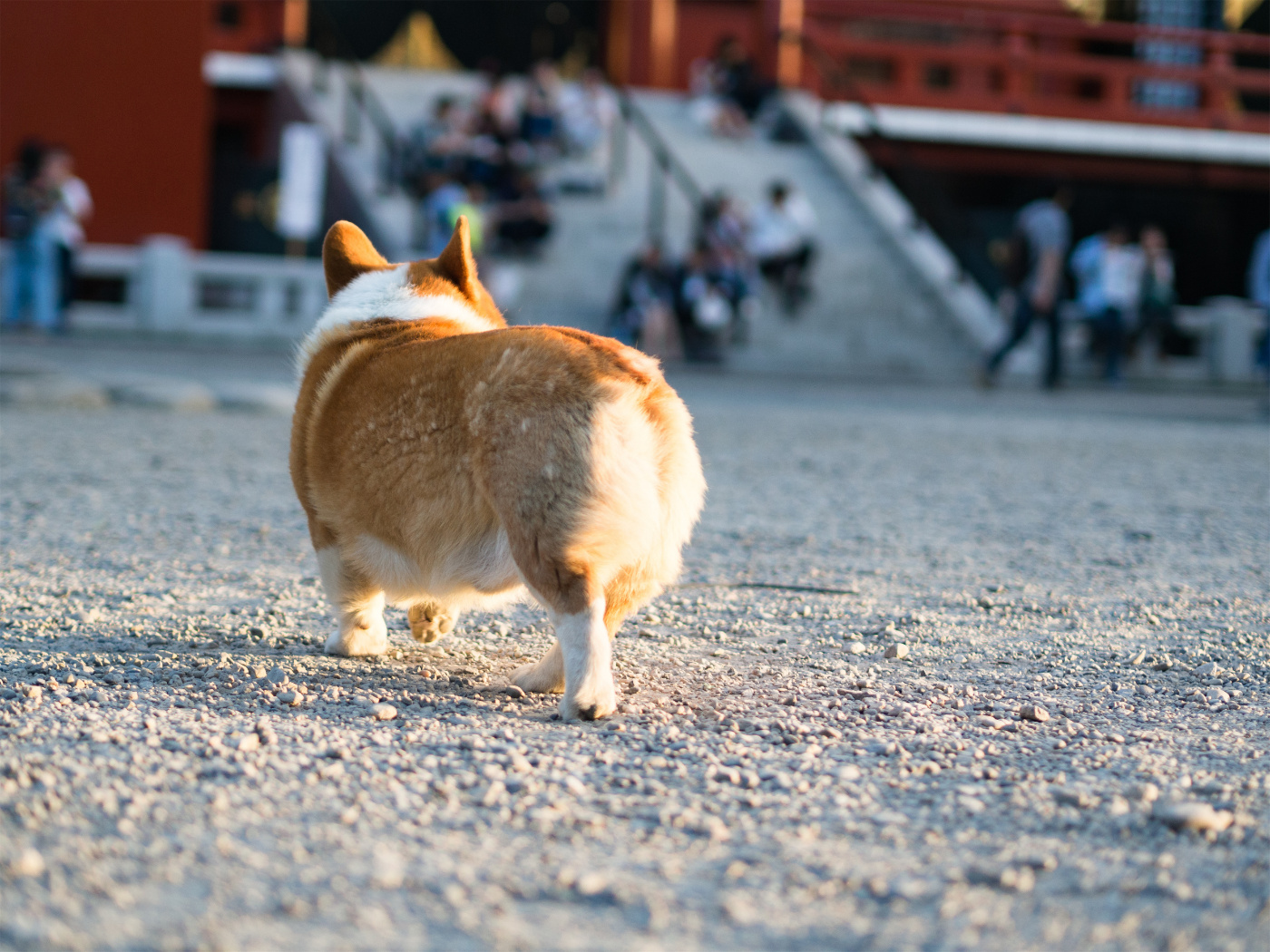 行摄日本丨东京三大祭之浅草三社祭(一)尼康d810、奥林巴斯em10