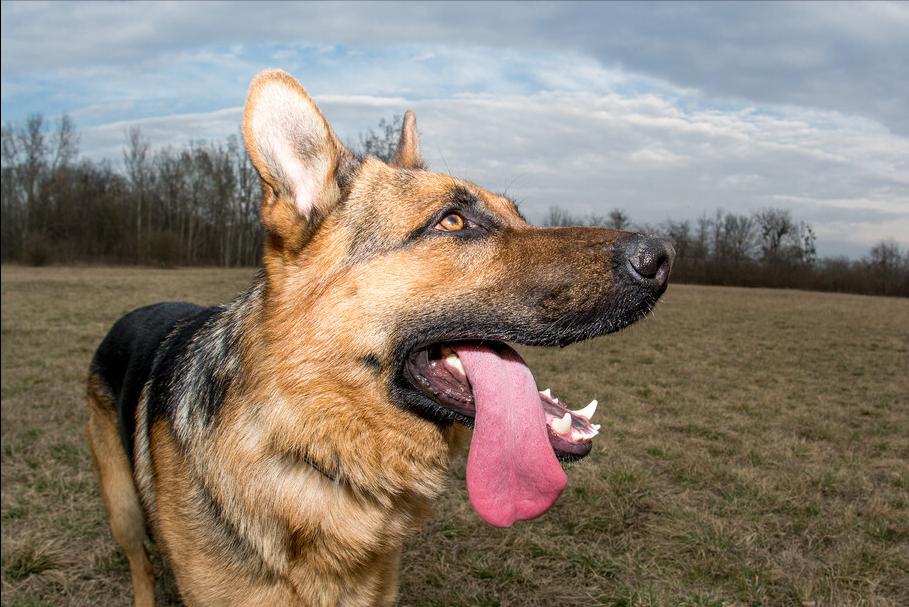 德牧拉稀有什么特效药,德牧拉稀怎么办