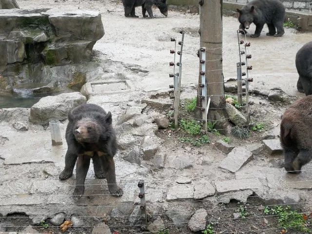 在上海迪士尼怎么玩比较快呢,在上海迪士尼玩一整天