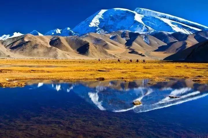 若羌红枣和和田大枣区别,和田大枣新疆正宗一级红枣