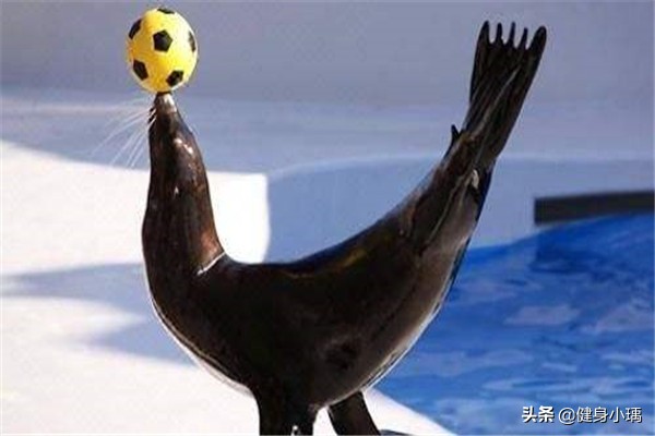 平板支撑对强化核心肌群非常有益,平板支撑可以训练哪些肌群