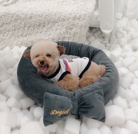 猫狗双全必备清单,猫狗主子的日常