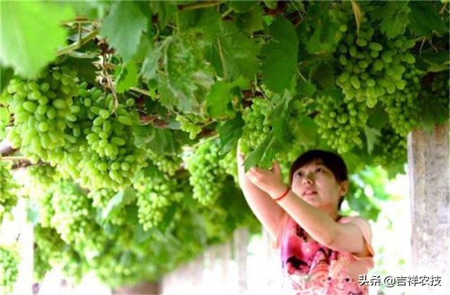 大青葡萄栽培方面的知识要点，你都会吗？来学学种植管理