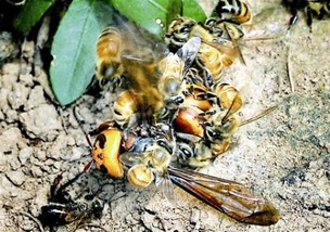 小蜜蜂消灭敌人,小蜜蜂怎么反杀大黄蜂