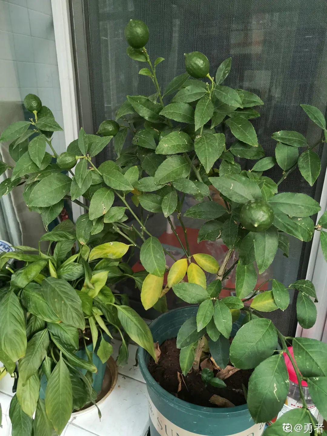 耐寒又好养的香水花,家里可以养法国香水花