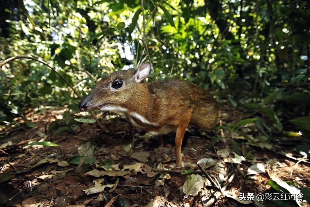 中国云南哪里好看,云南的云彩为什么好看