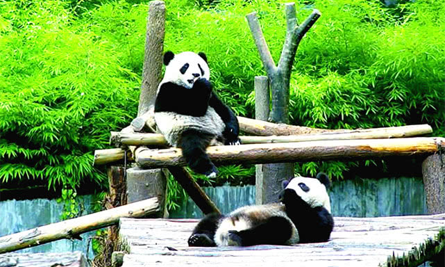 中国哪些动物园可以跟熊猫互动,国内拥有熊猫的动物园有哪些