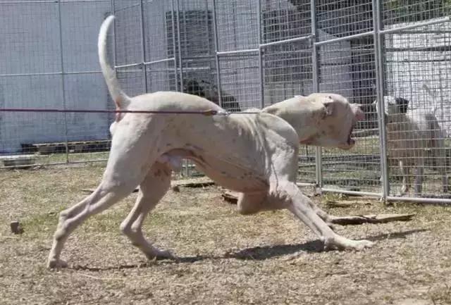 肌肉型猛犬图片,最帅最有气质的猛犬