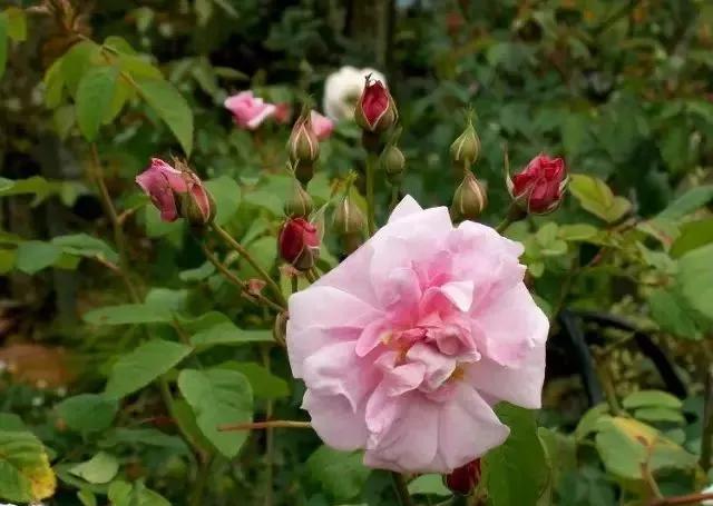 101种玫瑰品种科普你都认识吗,100种玫瑰品种科普你都认识吗