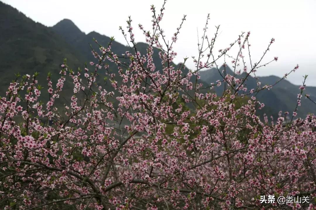 渝黔文苑|我和桃花有个约定