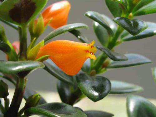 垂吊花卉品种直播,好看的吊兰绿植