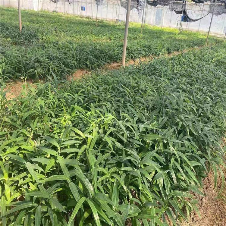 云南昆明曲靖红河热门中药材种苗价格行情快讯9月15兰茂药材网