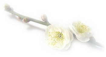 白落梅经典语录名段,白落梅的经典语录大爱无言