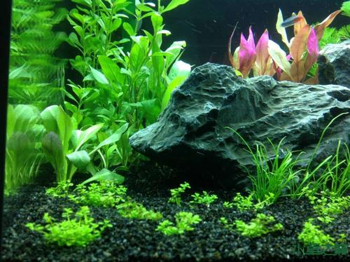 处理鱼缸绿藻最好的鱼,清除鱼缸绿水最简单方法