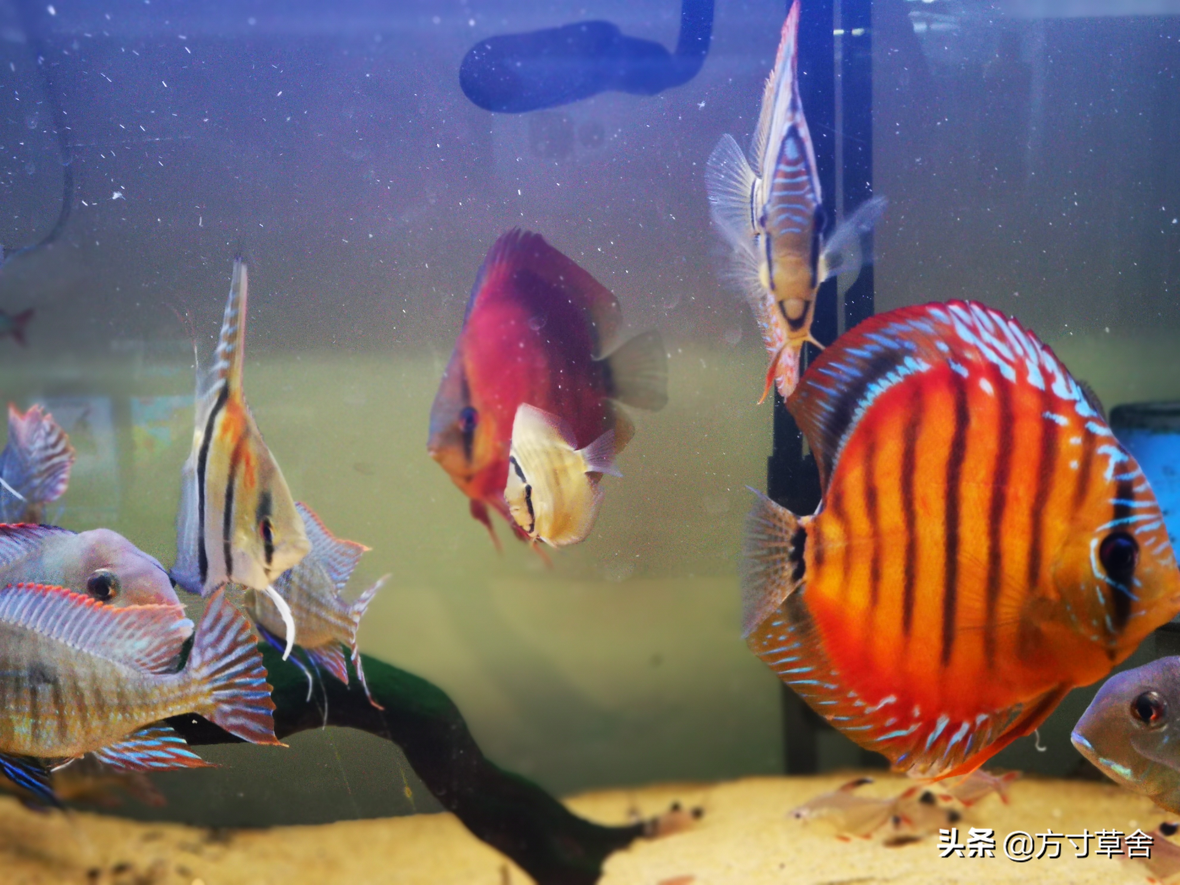 七彩神仙繁殖罐的白卵如何处理,七彩神仙鱼繁殖了48小时变白