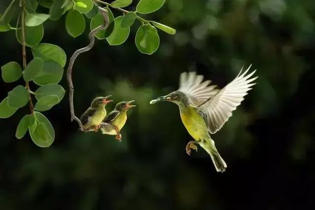 青梅时节诗词,青梅时节的诗词